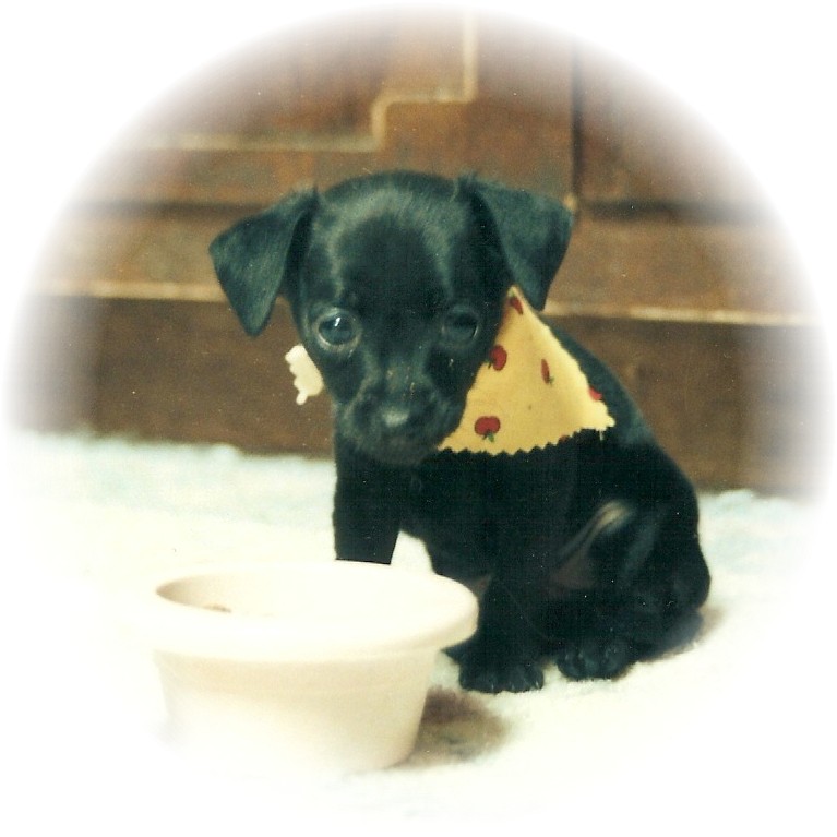 Black Baby Chihuahua