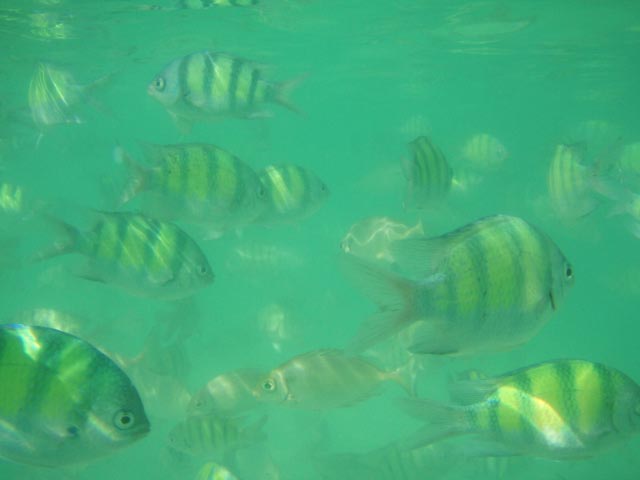 Krabi_-_snorkelling.jpg