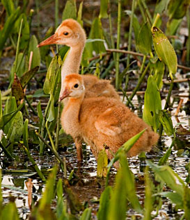 sandhill_crane_chicks_photo_2.jpg