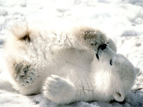 Playful_Baby_Polar_Bear-1600x1200-Bandwidth-thiefsmall.jpg