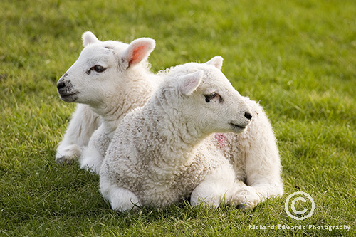 1424944774_1424916596_2_lambs.jpg