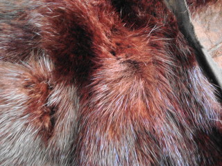 Identifying-fur-1.jpg