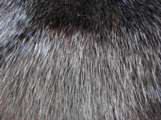 Identifying-fur-2.jpg