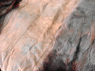 Identifying-fur.jpg