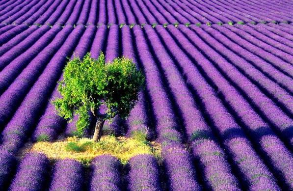 lavender.gif