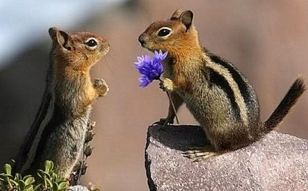 1427561998_1390067805_flower_for_chipmunk.jpg