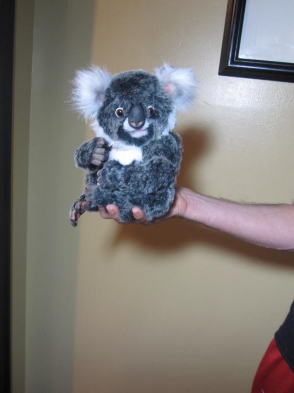 1355175925_babykoala.jpg