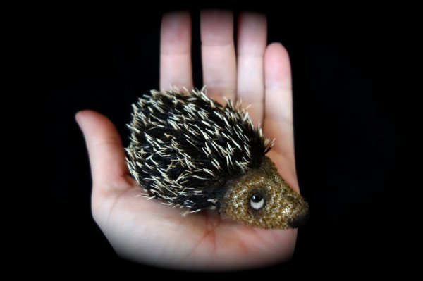 1392028978_hedgehog4.jpg