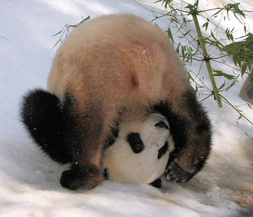 1337935148_panda-roll.jpg