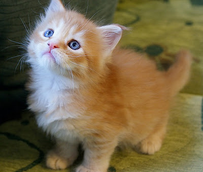 1338112147_cute-cat_looking_at_you_phi_stars_featured_picture_photos.jpg