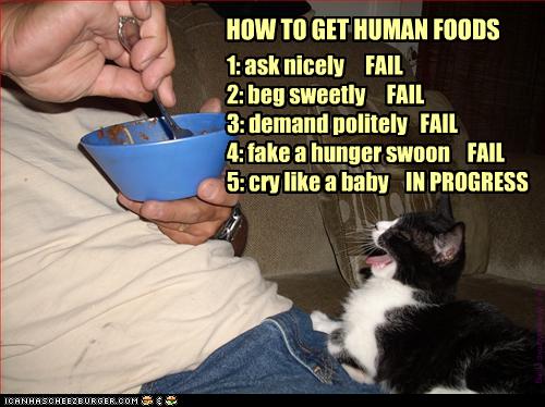 1338194444_funny-pictures-cat-asks-for-human-food.jpg