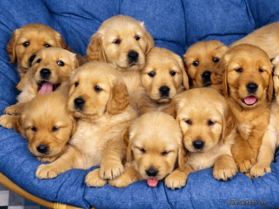 1338614554_cute-golden-retriever-puppies-400x300.jpg