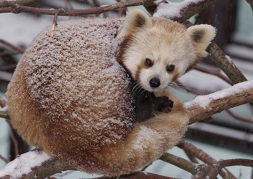 1338776184_red_panda_snow_national_zoo.jpg