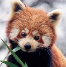 1339030256_red_panda_4.jpg