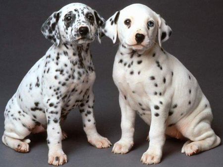 1339128206_dalmatians_1.jpg