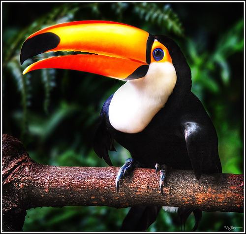 1339199210_toucan_1.jpg