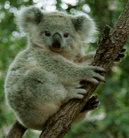 1340844864_koala450j.jpg