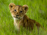 1340932466_african-lion-cub-in-lush-grass_27527_160x120.jpg