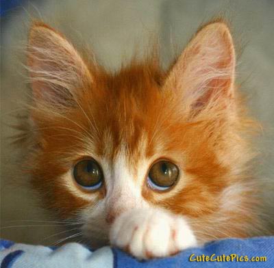 1341174251_very-cute-kittie-picture.jpg