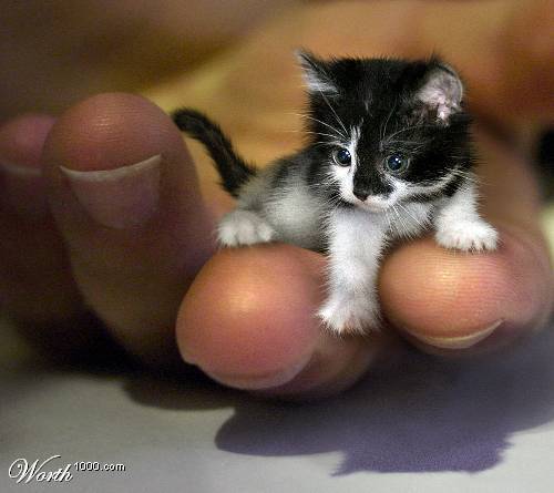 1341174597_kitten_in_hand.jpg