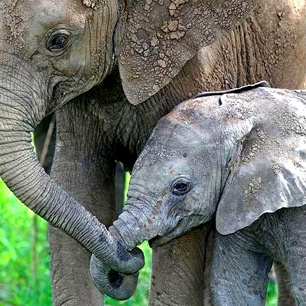 1341284219_mother_and_baby_elephant.png