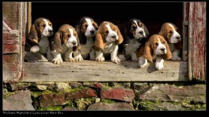 1341538748_basset-hound-puppies-3-300x168.jpg