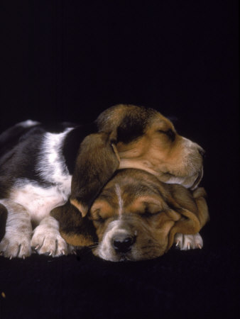 1341620039_basset-hound-puppies-12.jpg