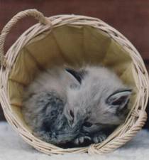 1341793965_kitten_in_basket.jpg