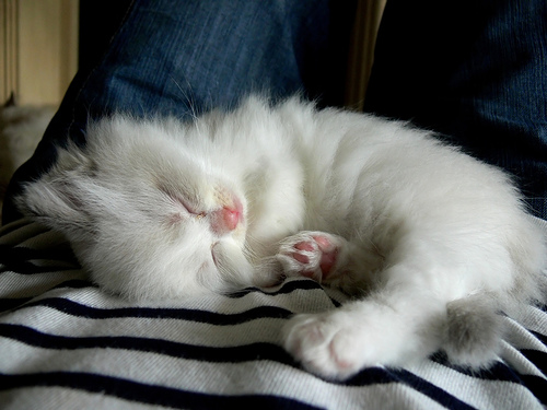 1342070065_1_kitten_sleeping.jpg