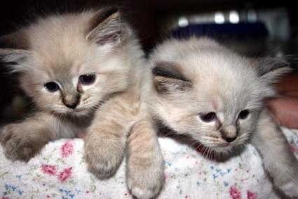 1342152975_2_ragdoll_kittens.jpg