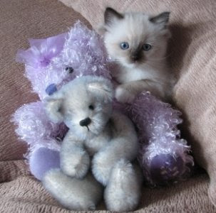 1342232791_ragdoll-kitten-with_a_bear.jpg