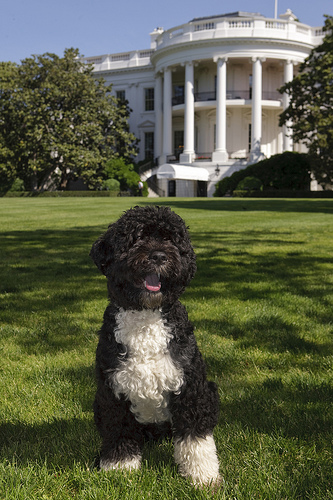 1343263386_bo_obama_first_dog.jpg