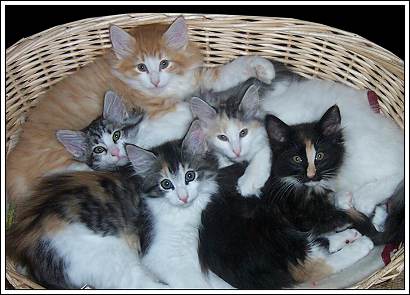 1343433402_5kittens.jpg