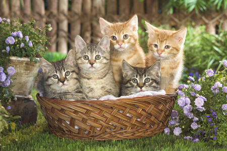 1343672232_5_kittens_in_basket.jpg