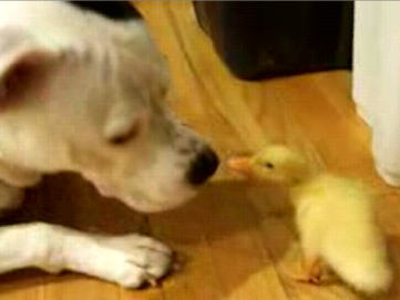 1343699391_dog_and_duckling.jpg