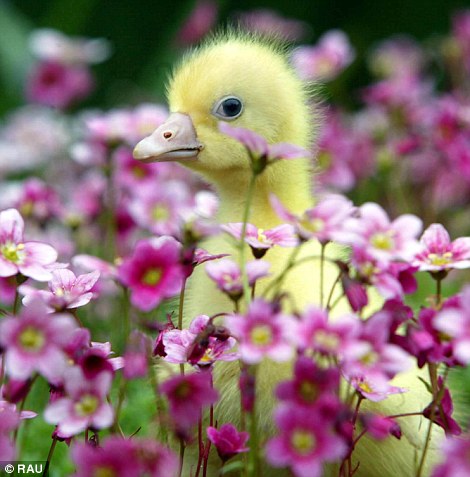 A Cute Duckling