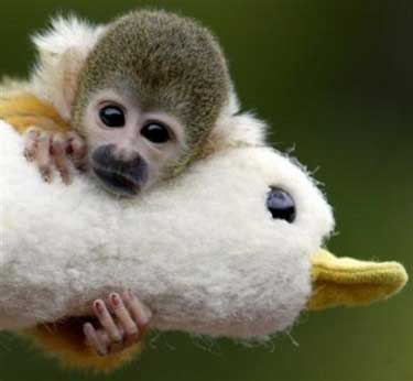 1343891079_cute-monkey_and_stuff_duck.jpg