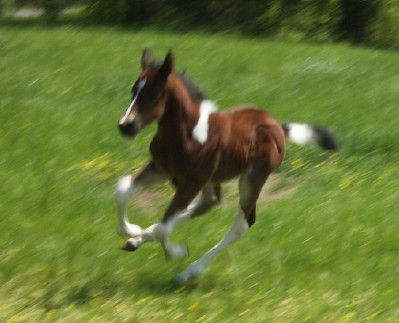 1343968478_robin_s_foal.jpg