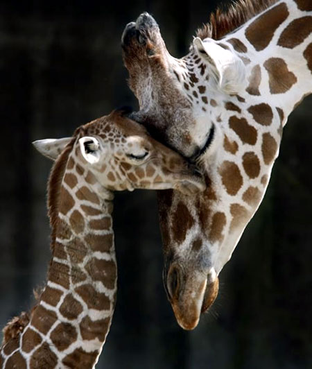 1344125607_babymommygiraffe.jpg