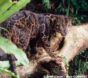 1345937139_bornean_clouded_leopard_1.jpg