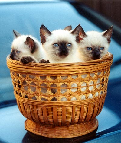 1345938073_3_siamese_kittens_in_basket.jpg