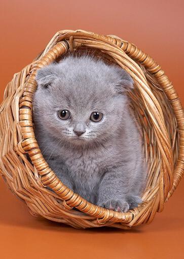 1346032442_gray_kitten_in_basket.jpg