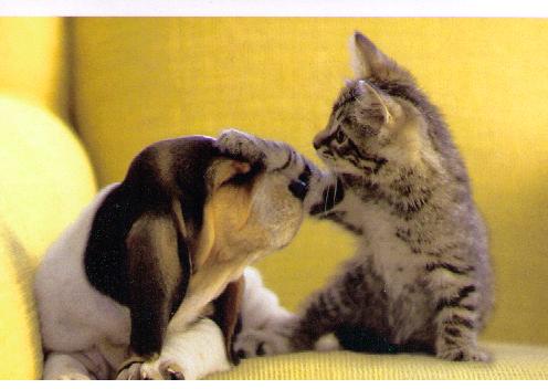 1346207310_puppy_and_kitten_2.jpg