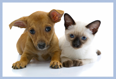 1346375496_stages_kittens_puppies.jpg