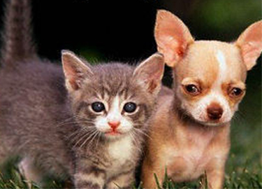 1346460550_puppies-and-kittens_2.jpg