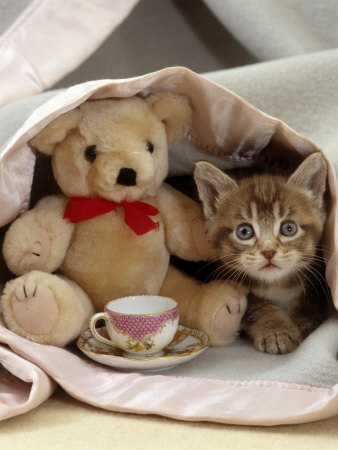 1346634135_burton-jane-domestic-cat-brown-ticked-tabby-kitten-under-blanket-with-teddy-bear.jpg