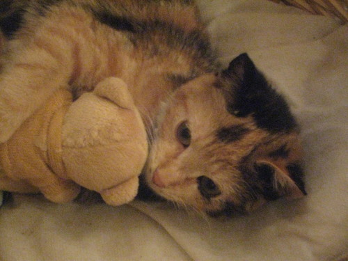 1346721695_kitten-nala-her-favorite-teddy--large-msg-129562189736.jpg