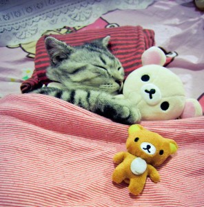 1346830902_teddy-bears-and-cat-296x300.jpg