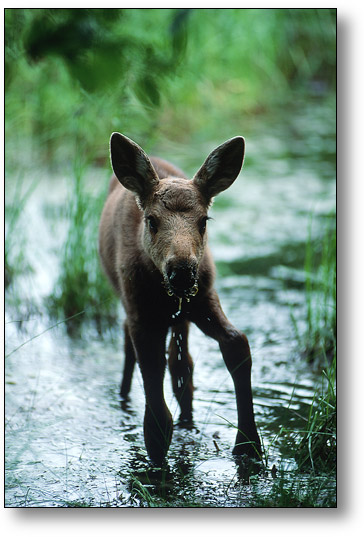 1346891310_nice-baby-moose.jpg