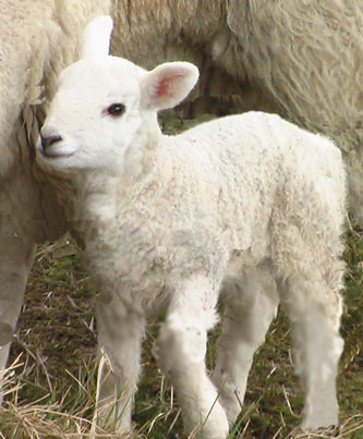 1347073478_lambs5-771126.jpg